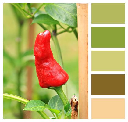 Paprika Nightshade Plant Hot Peppers Image